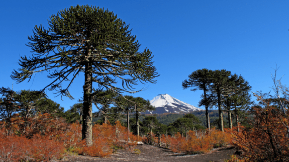 Paisaje cordillerano otoñal con araucarias y el volcán Sierra Nevada de fondo.