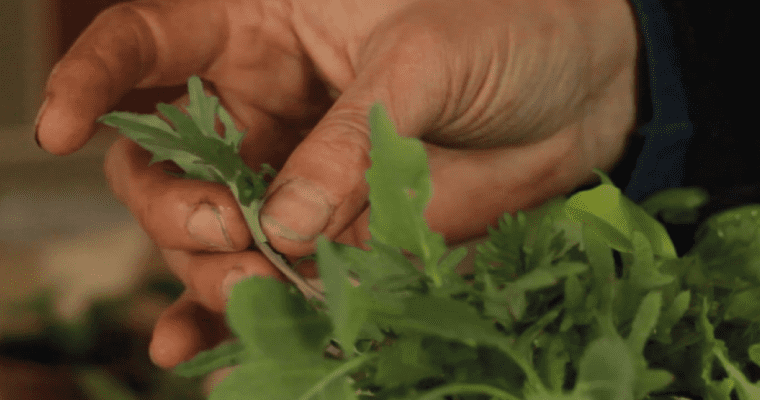 Mujer manipula hortalizas recién cosechadas. Fotograma corto documental 'Indagación escolar en base a Huertas Educativas'.