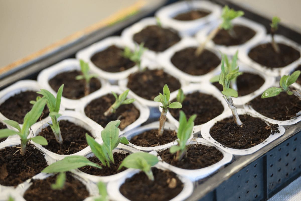 Almácigos de plantas, hechas con envases de yogurth.